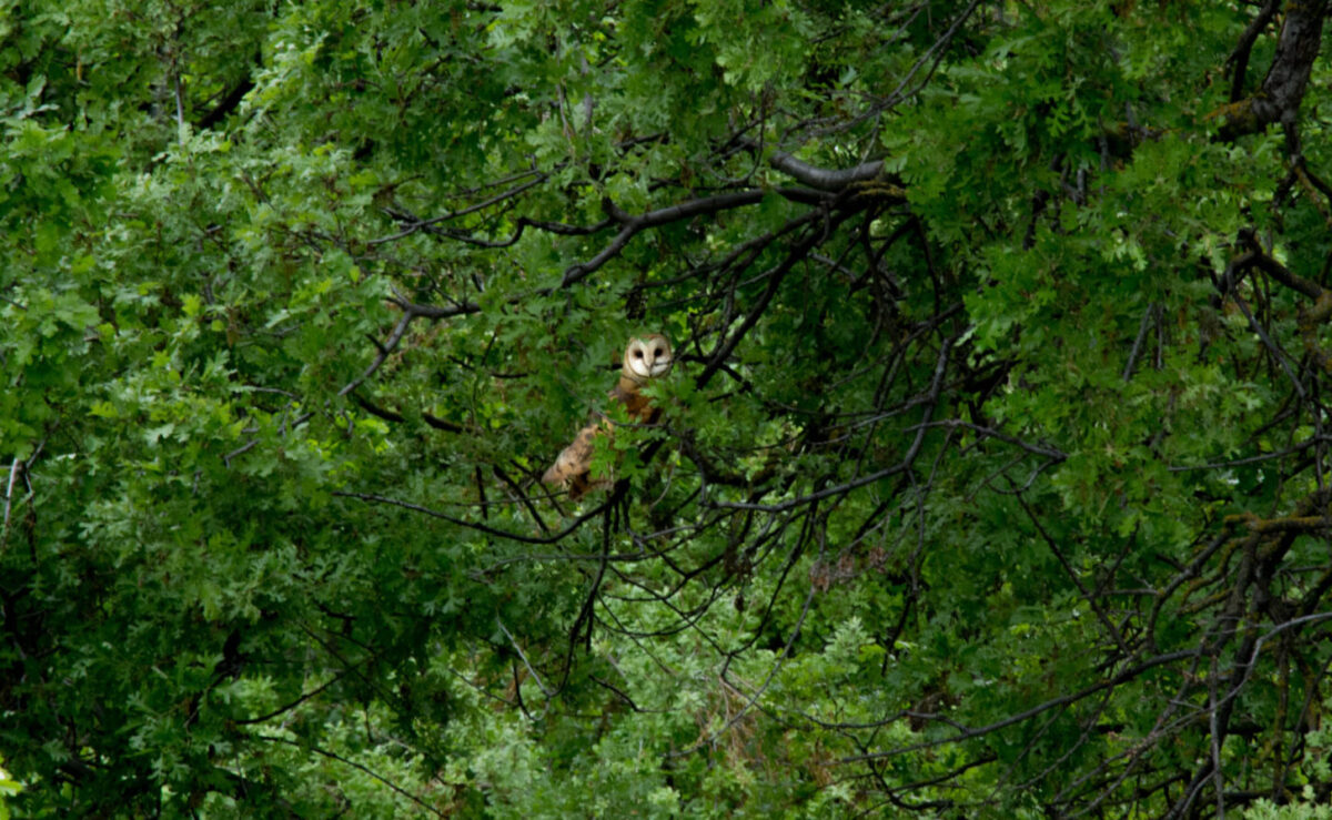 barn owl