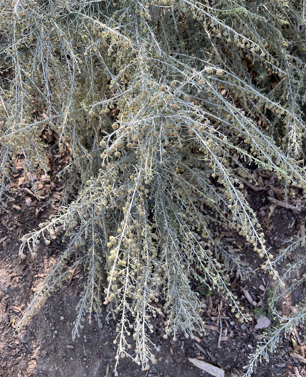 California sagebrush