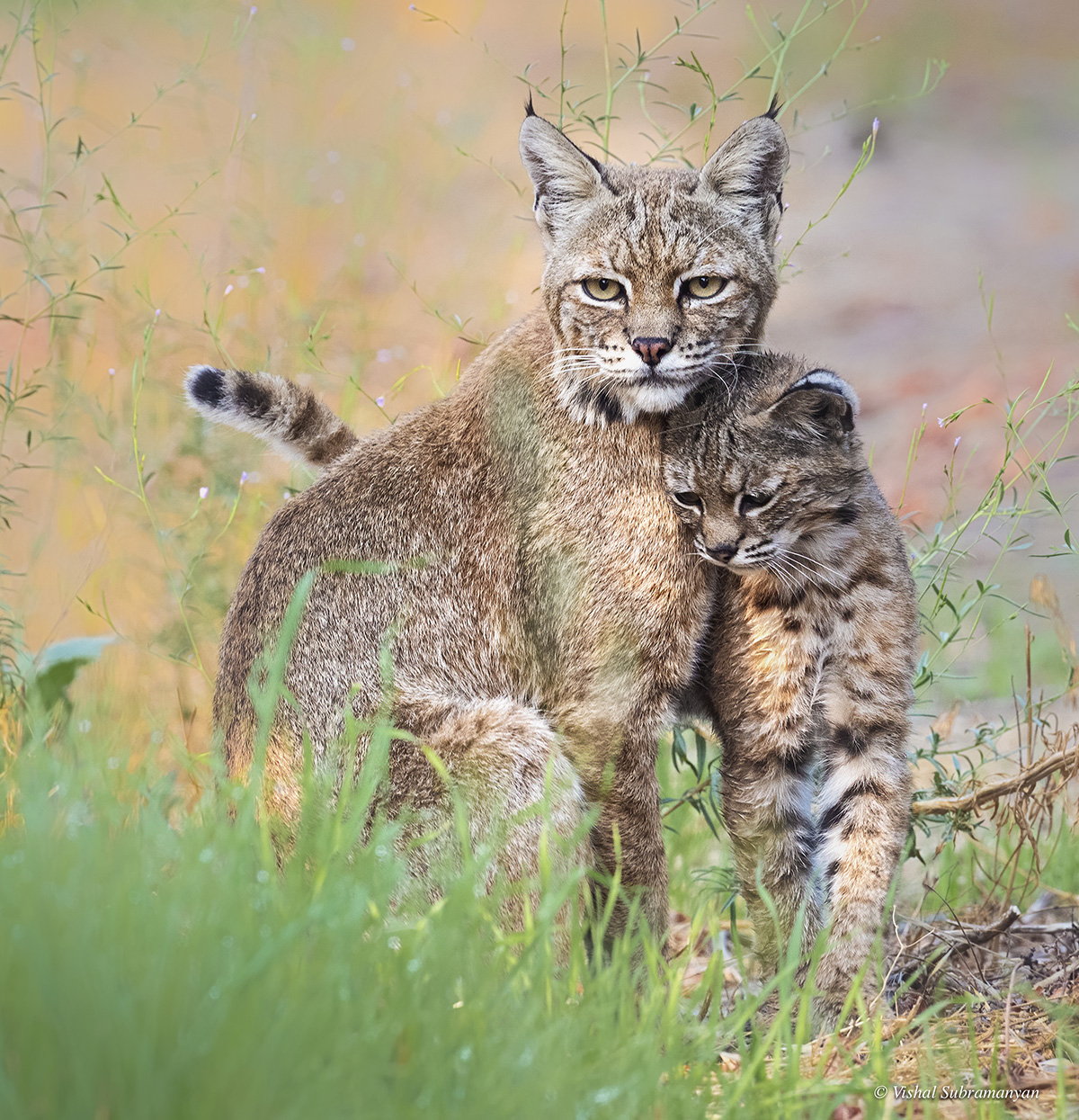 Bobcat with kitten near Dublin