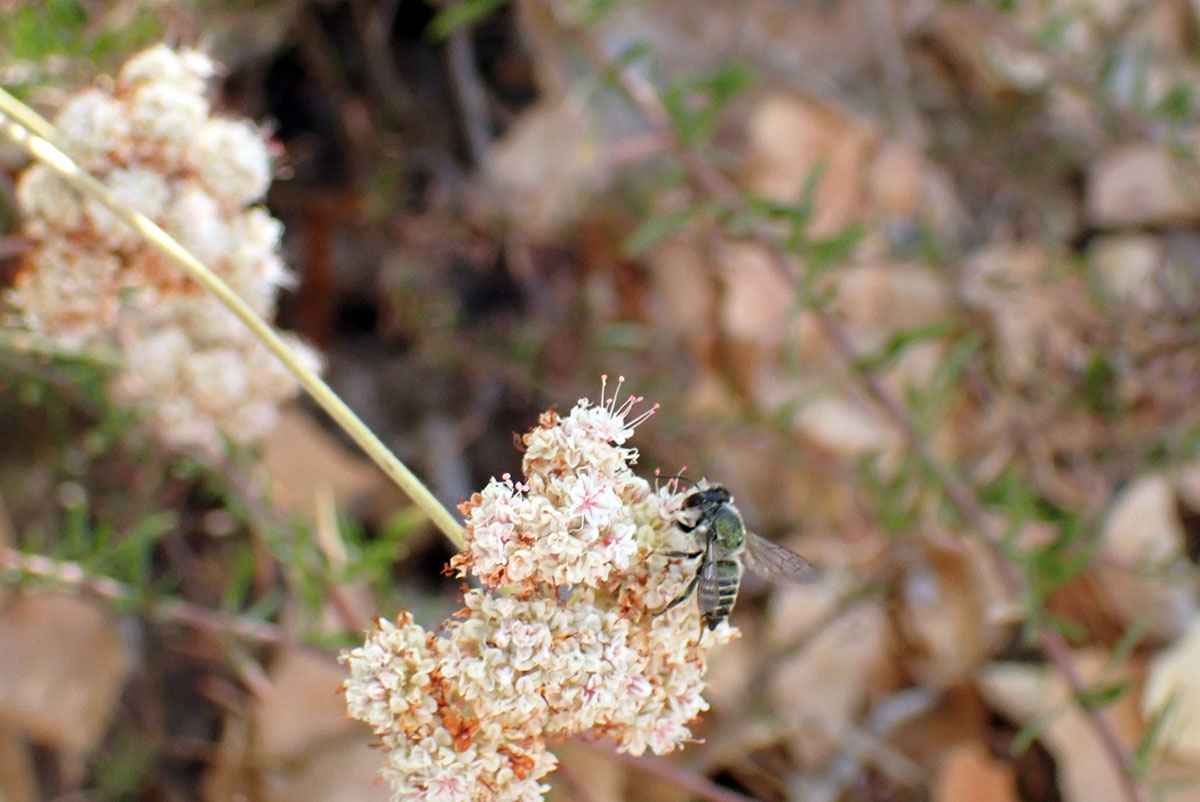 California buckwheat