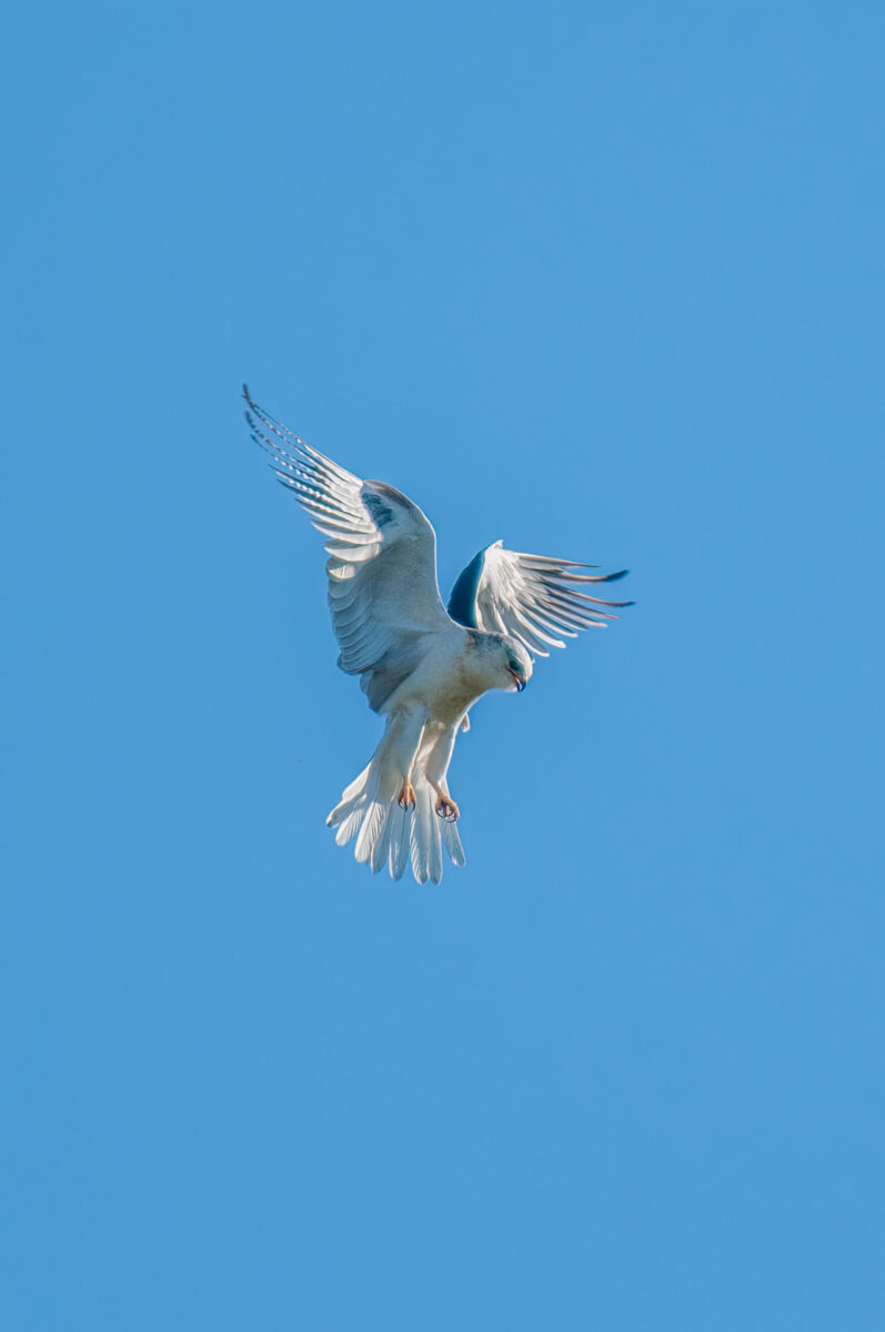 white-tailed kite