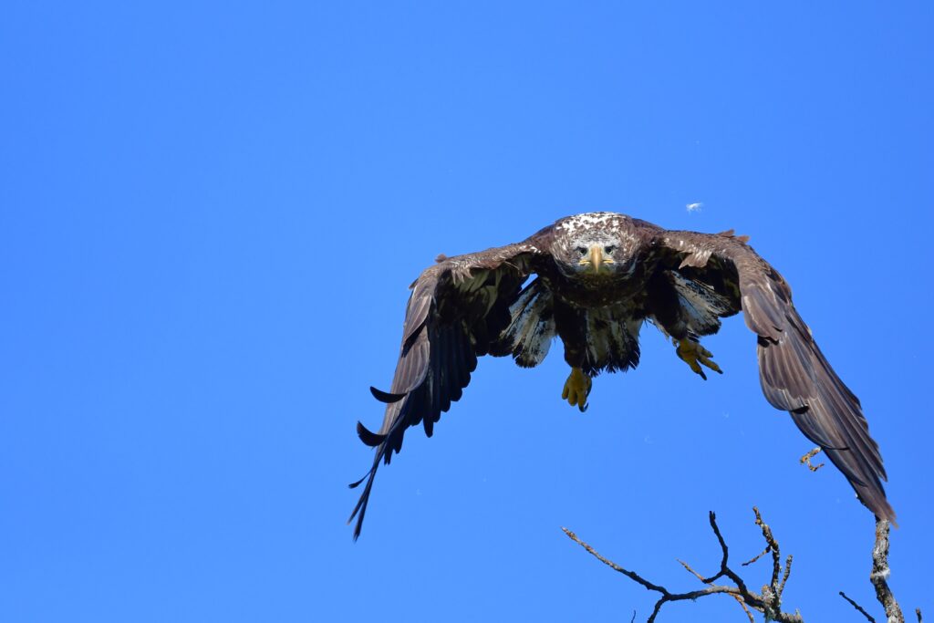 Golden eagle