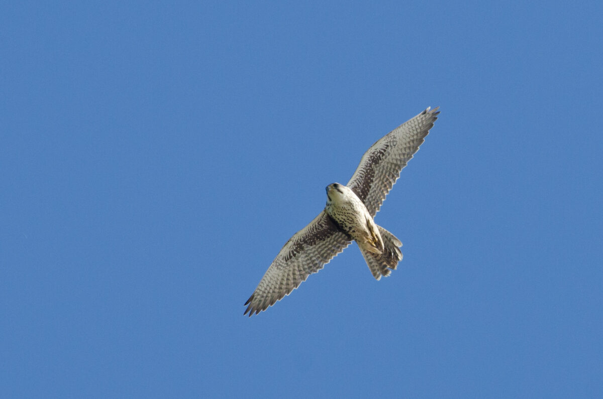 Prairie Falcon