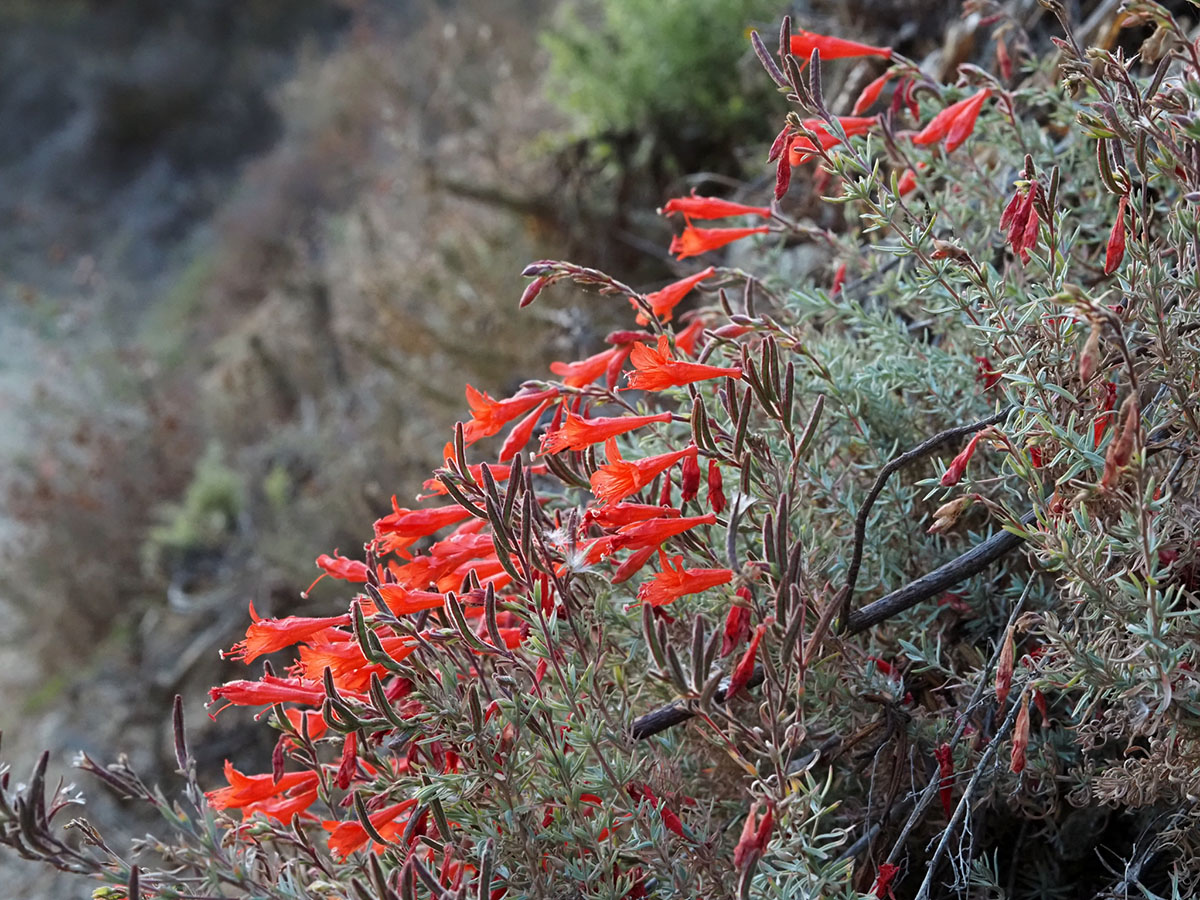 California fuchsia