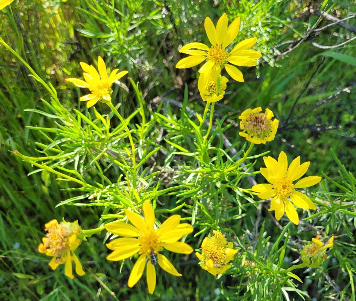 narrow leaved goldenbush