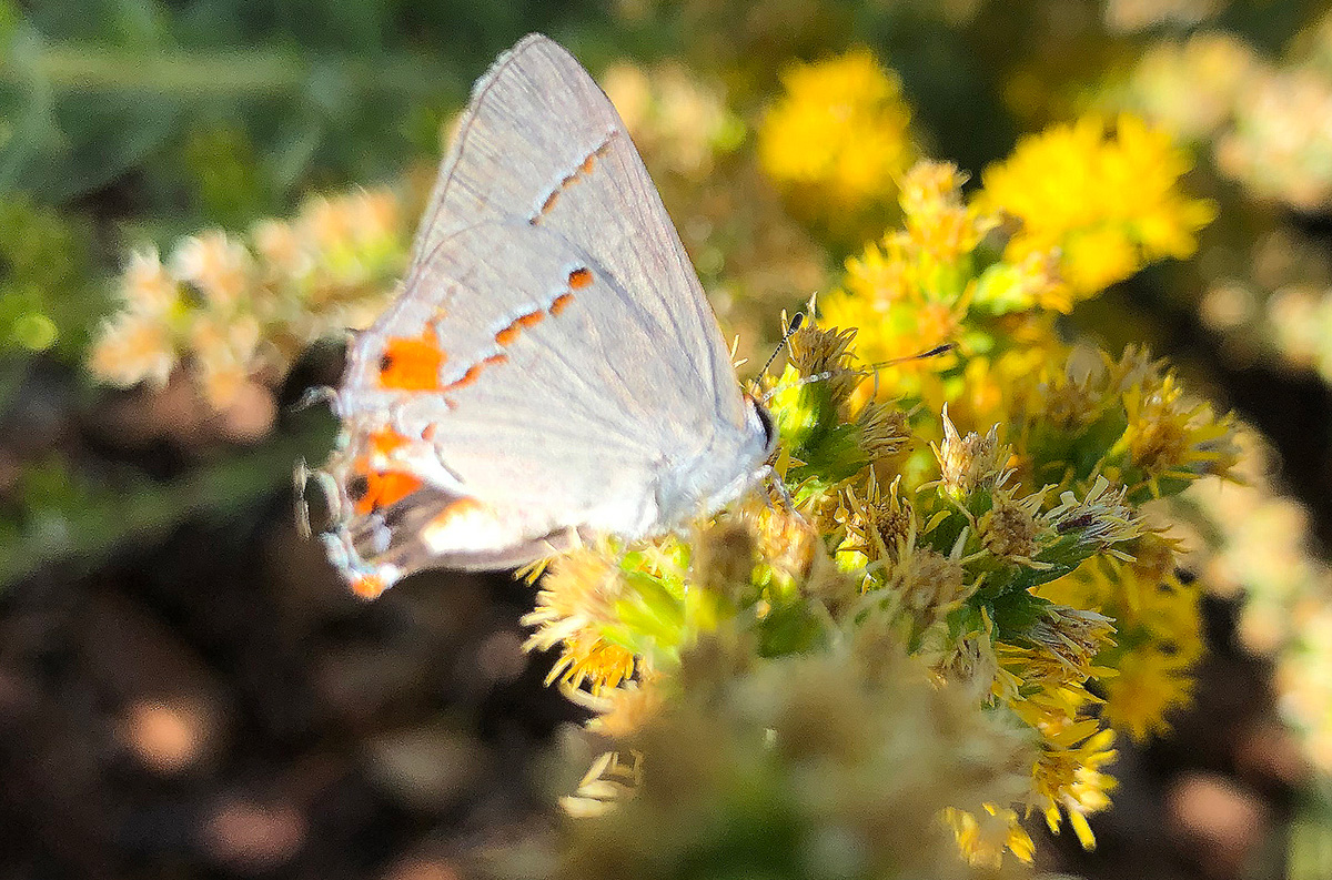 gray hairstreak butterfly on California goldenrod