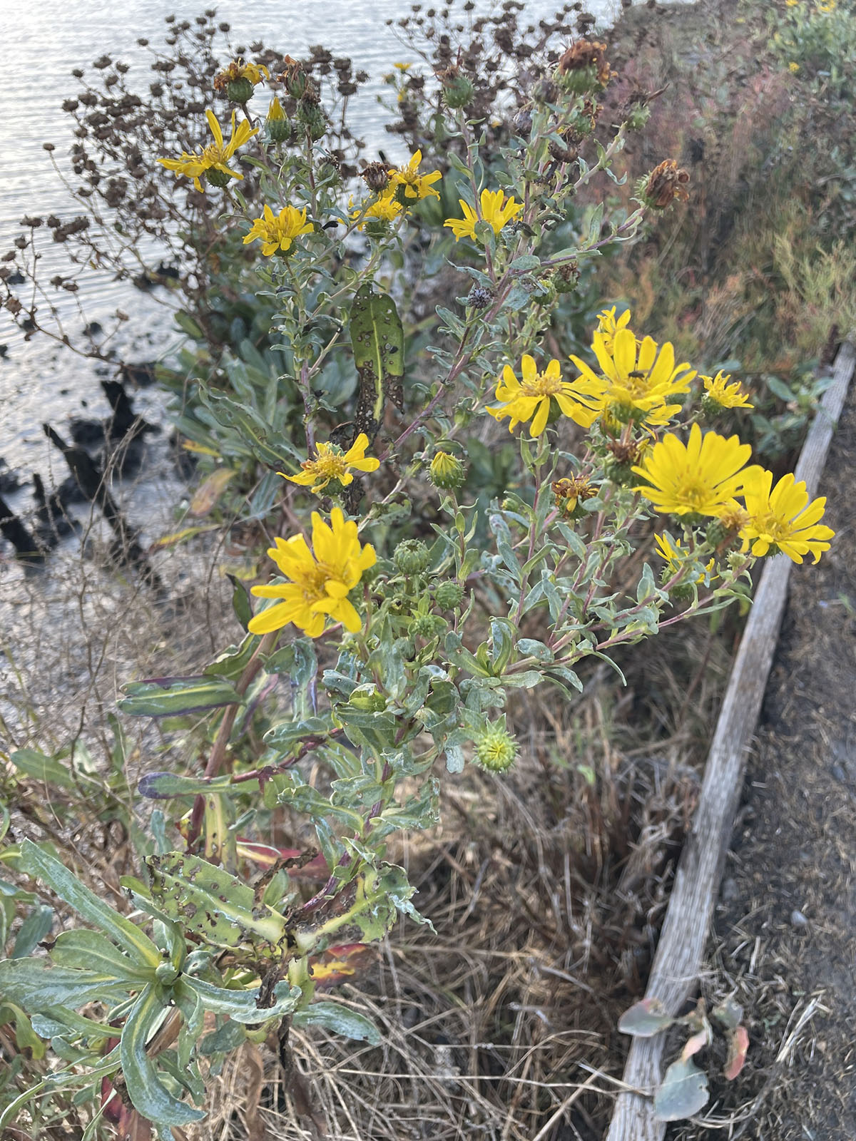 Great Valley gumweed