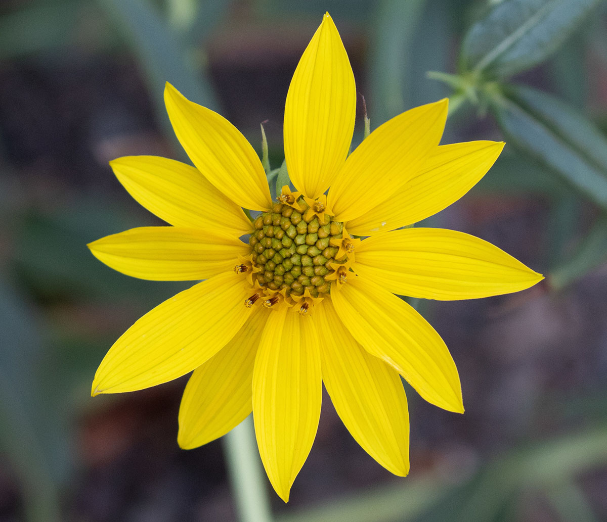 California sunflower in Mount Diablo State Park