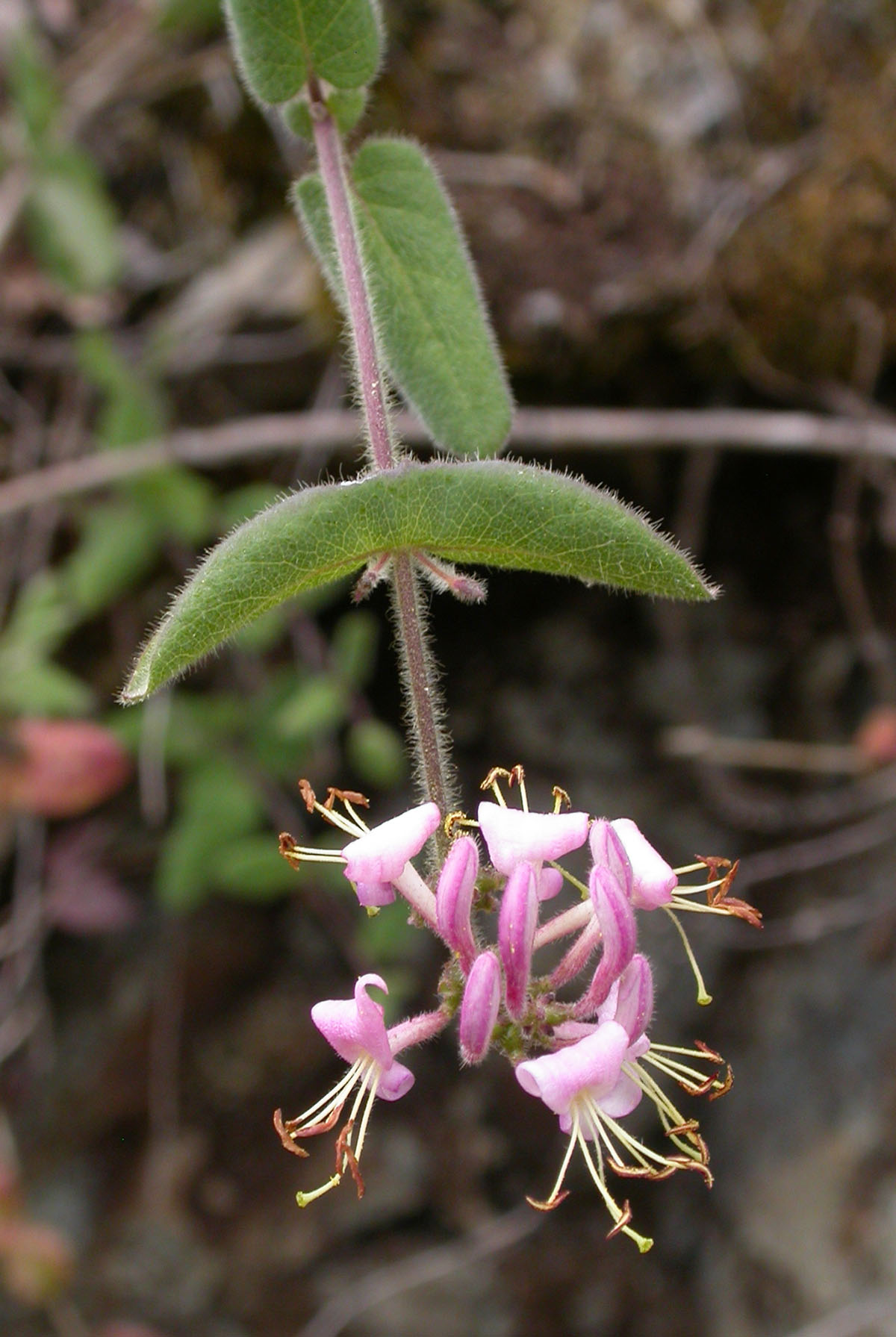 pink honeysuckle