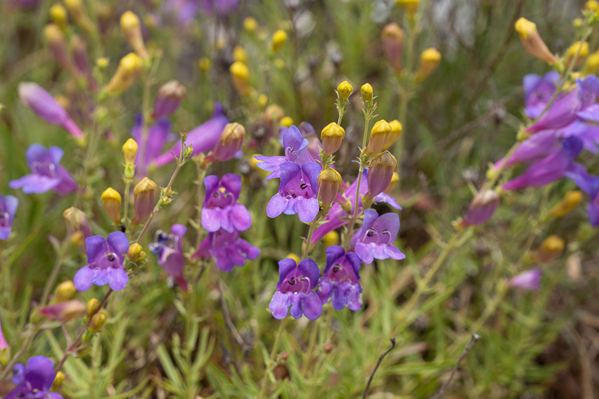 Penstemon heterophyllus