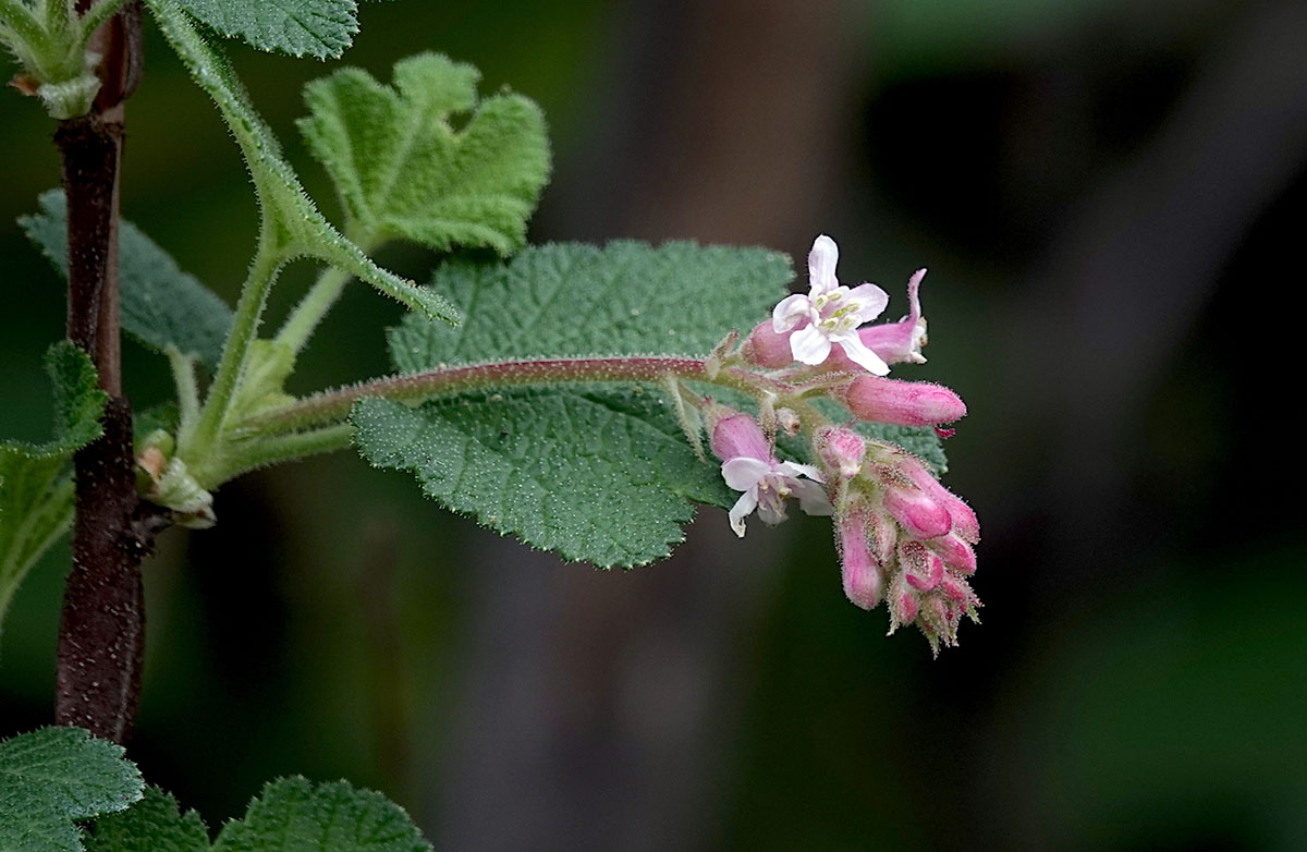 Chaparral currant