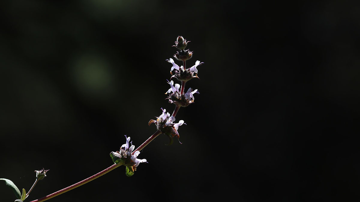 black sage in Mount Diablo State Park