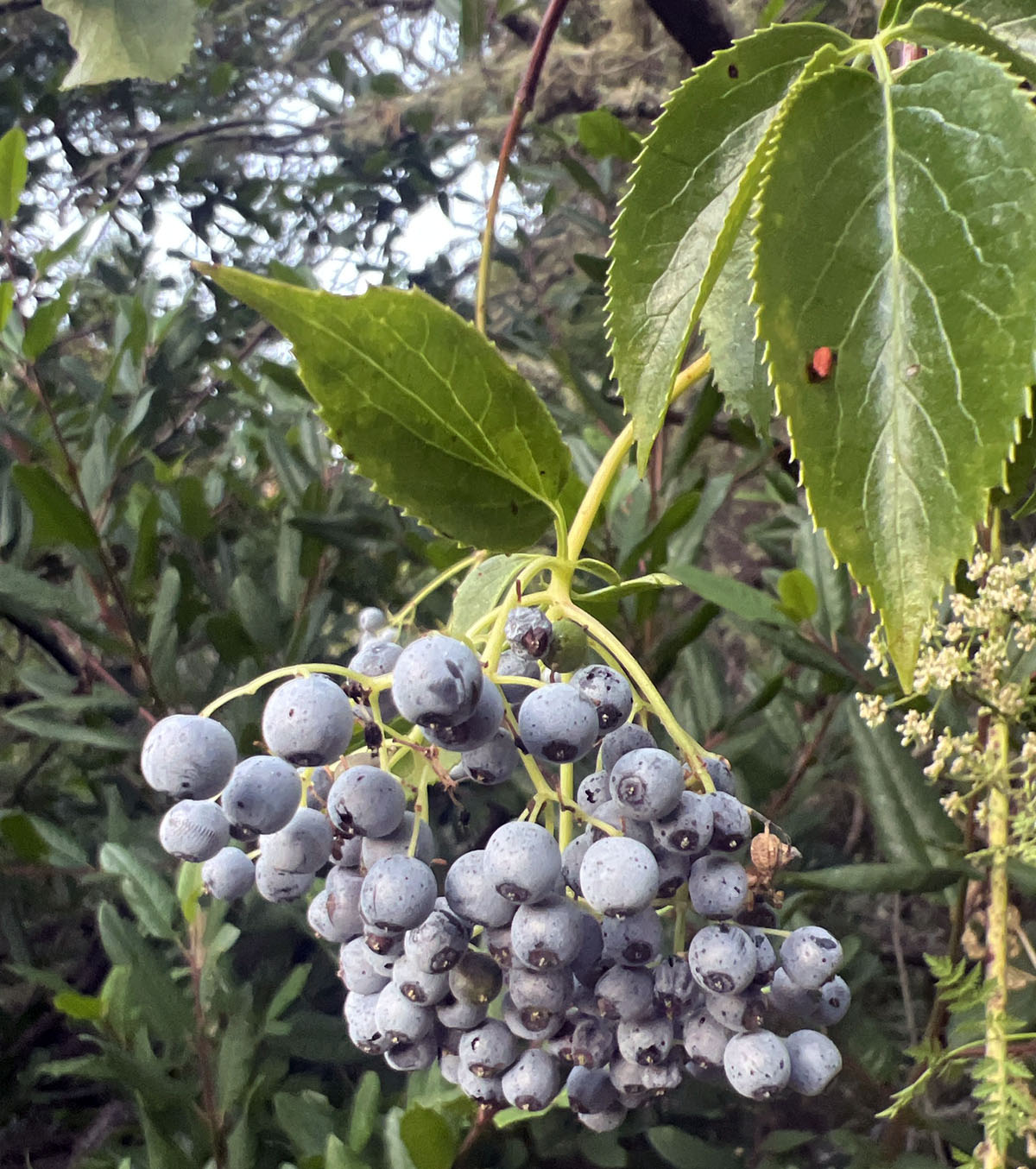 blue elderberry