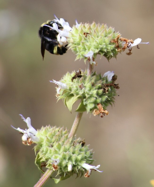 black sage with bumblebee