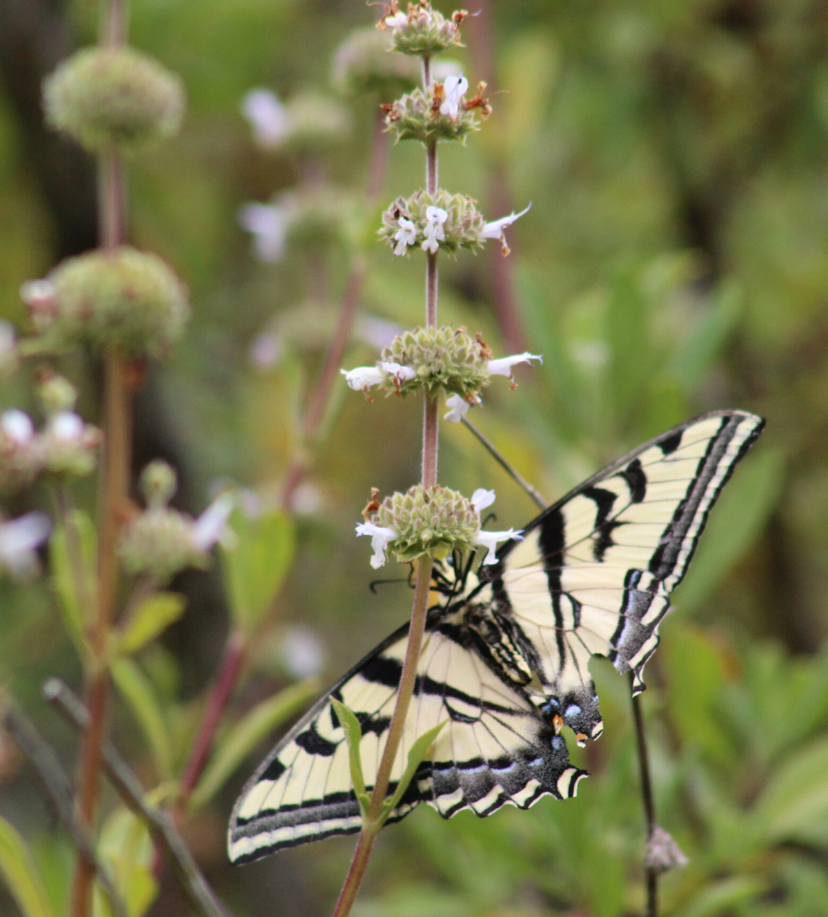 black sage with western tiger swallowtail