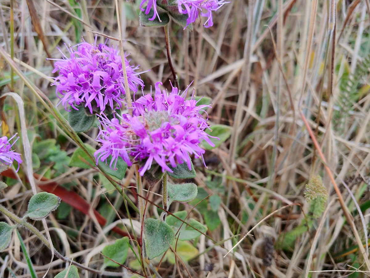 coyote mint