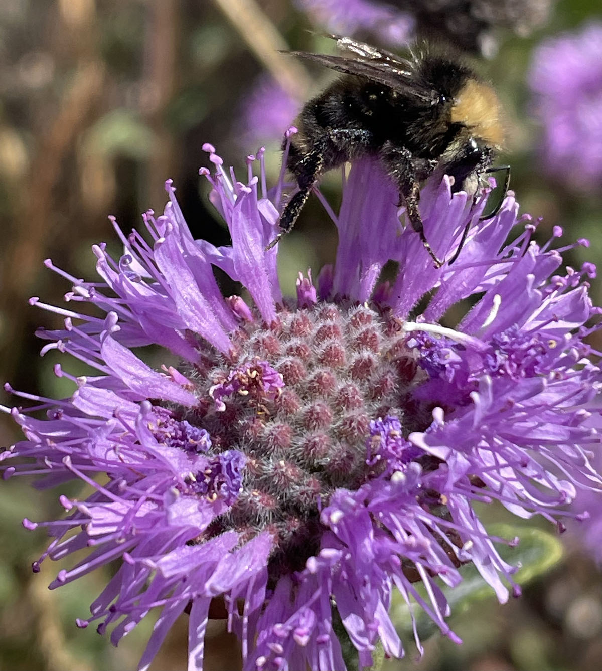 coyote mint with yellow faced bumble bee