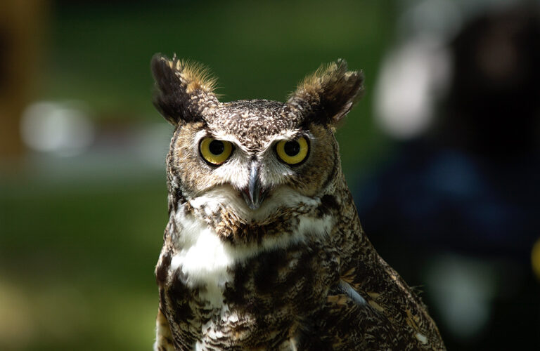 great horned owl