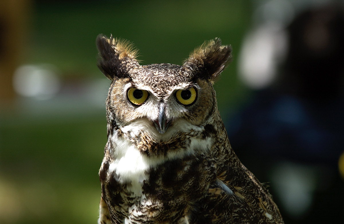 great horned owl 