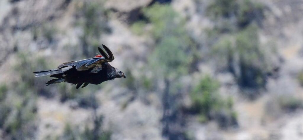 juvenile california condor