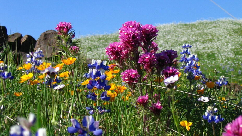 native wildflowers