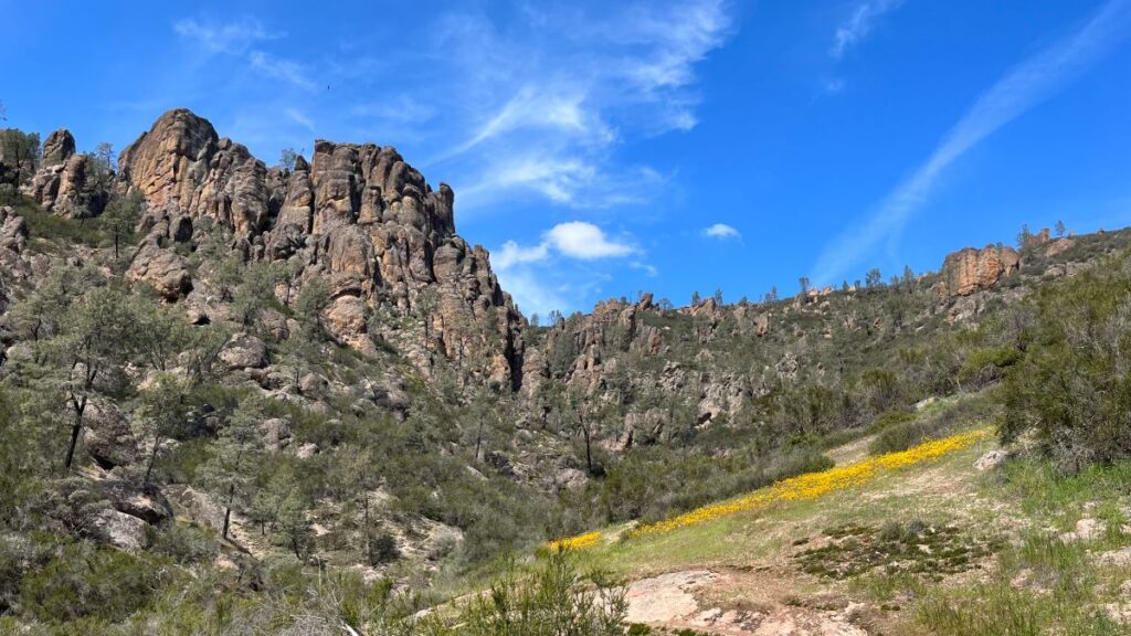 wildflowers bloom in pinnacles national park