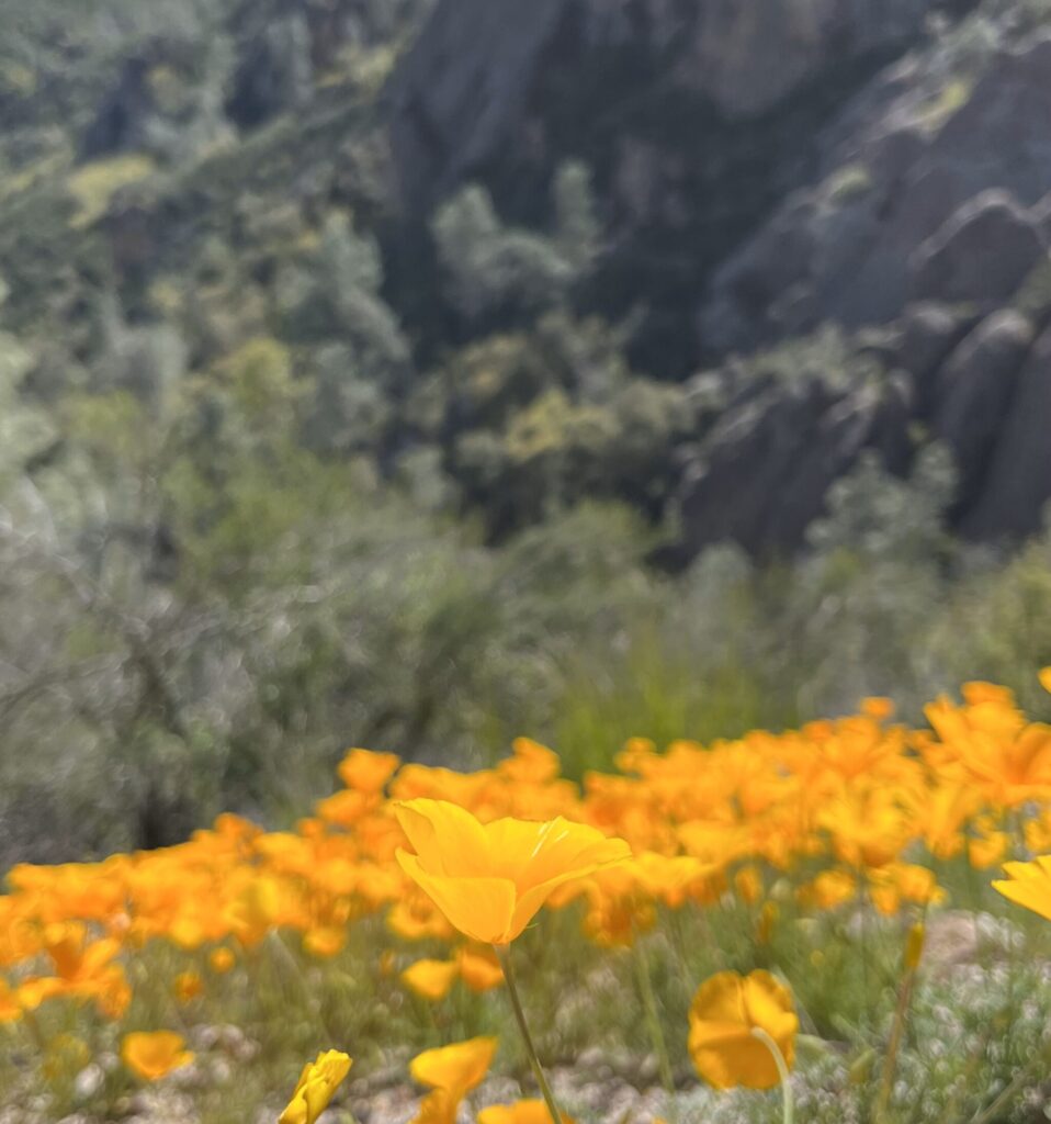 California poppies