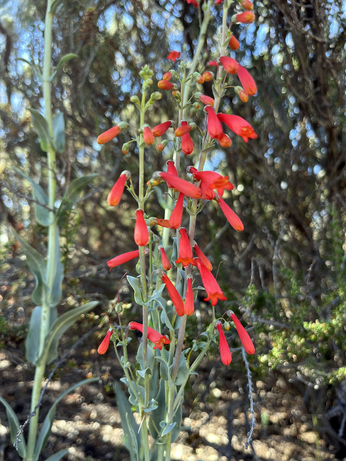 Scarlet bugler