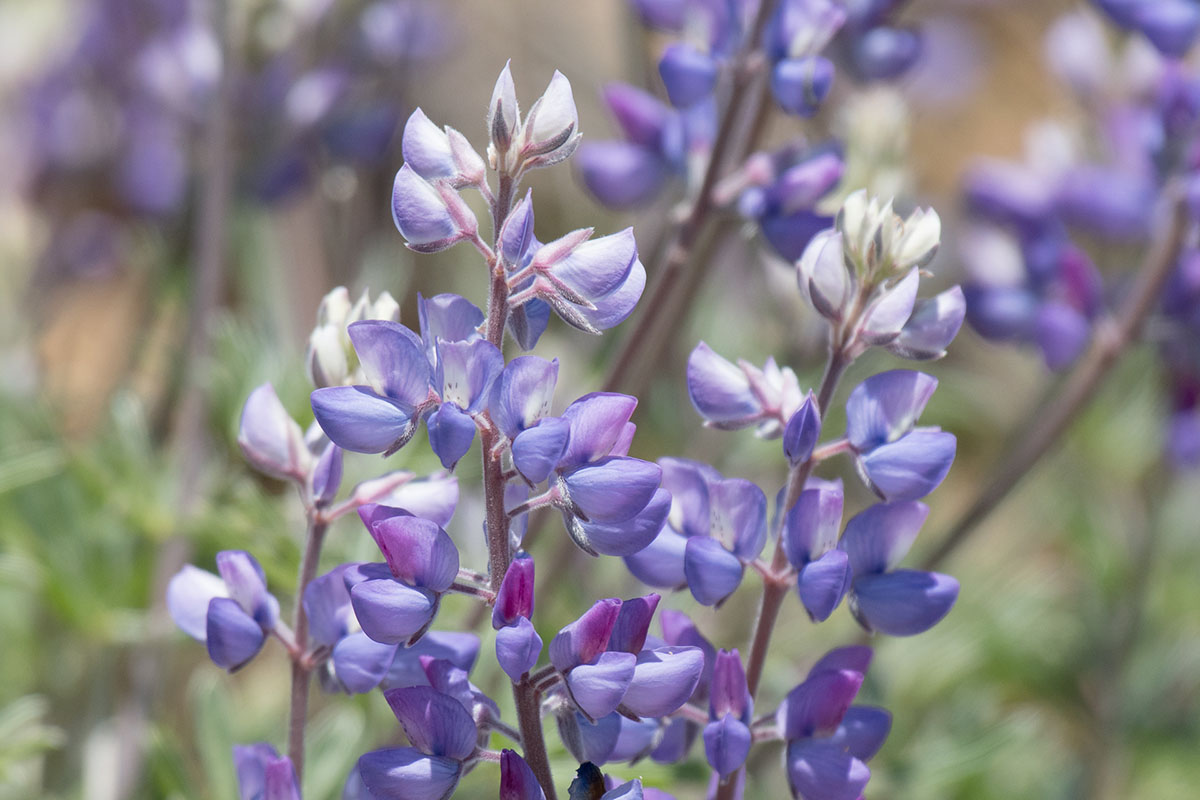 silver bush lupine