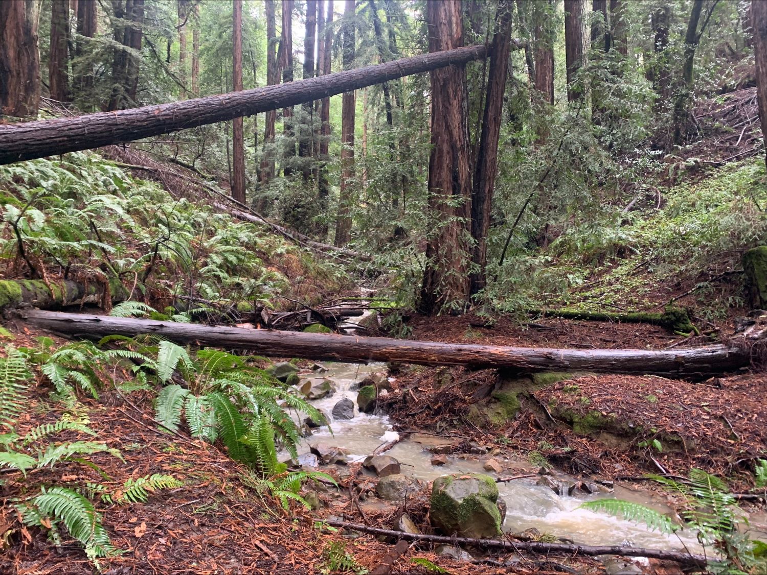 Dr. Aurelia Reinhardt Redwood Regional Park 