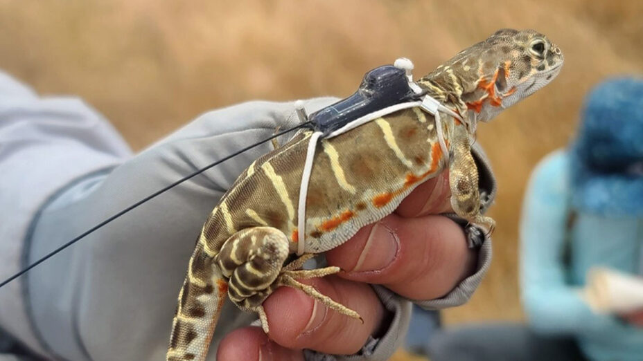 Blunt-nosed leopard lizard wearing a telemetry device