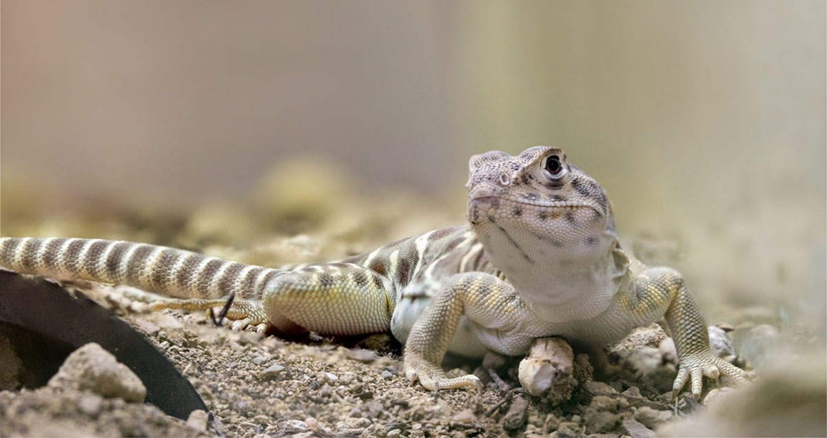 Blunt-nosed leopard lizard