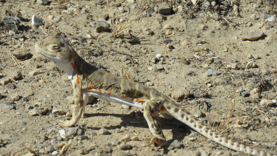 Blunt-nosed leopard lizard basking in sun