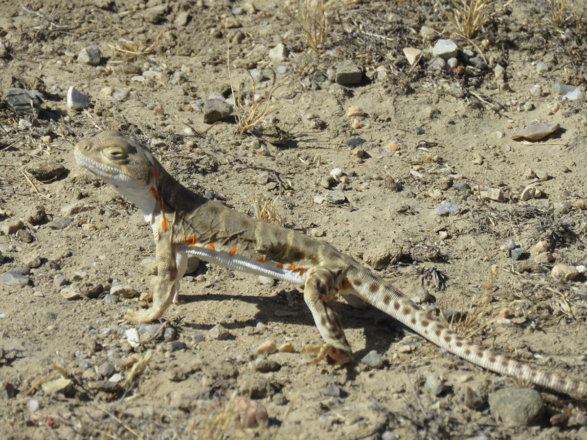 Blunt-nosed leopard lizard basking in sun