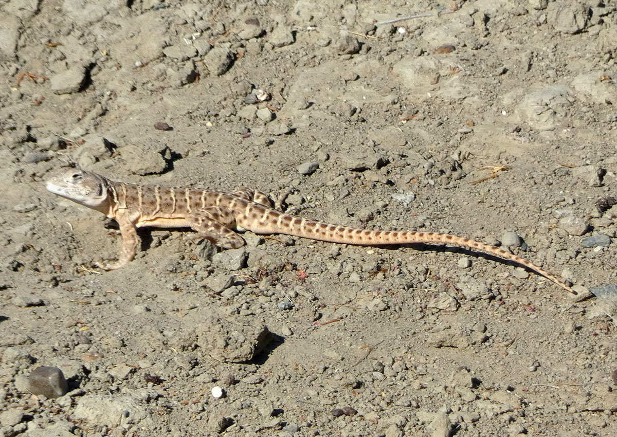 Blunt-nosed leopard lizard