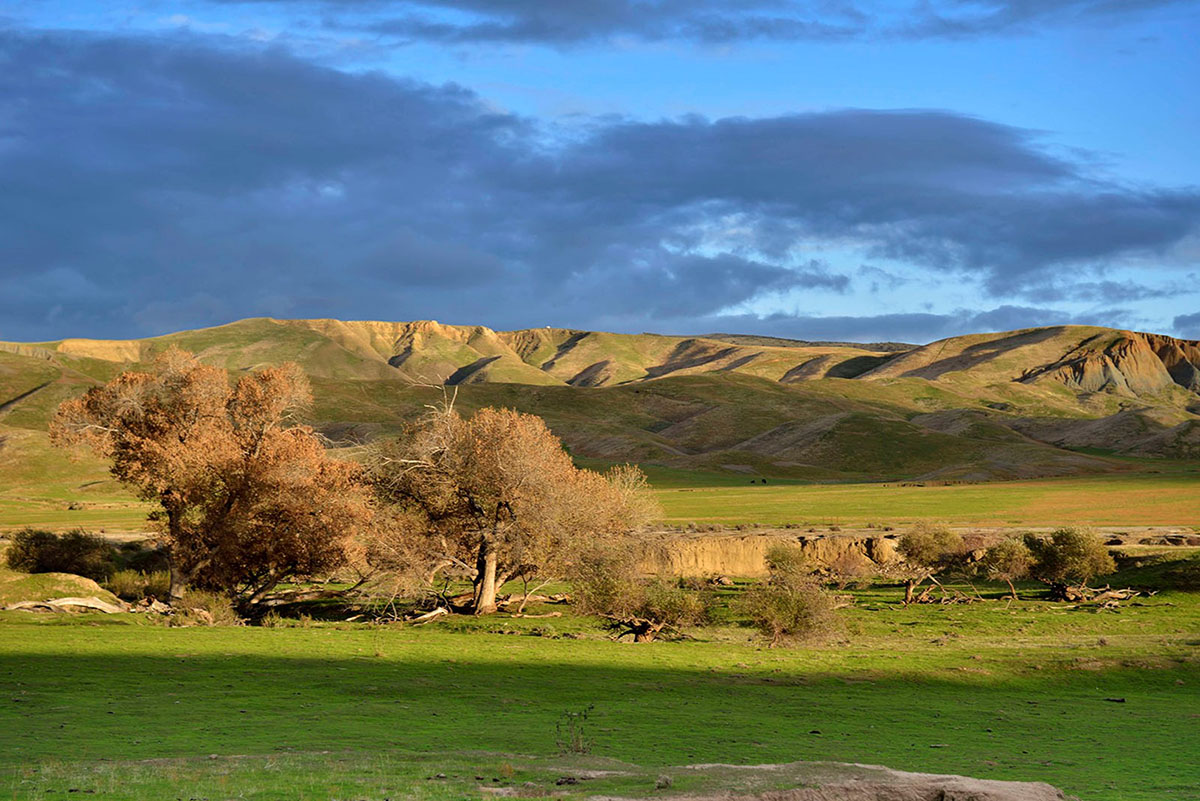 Green Panoche landscape with sparse trees