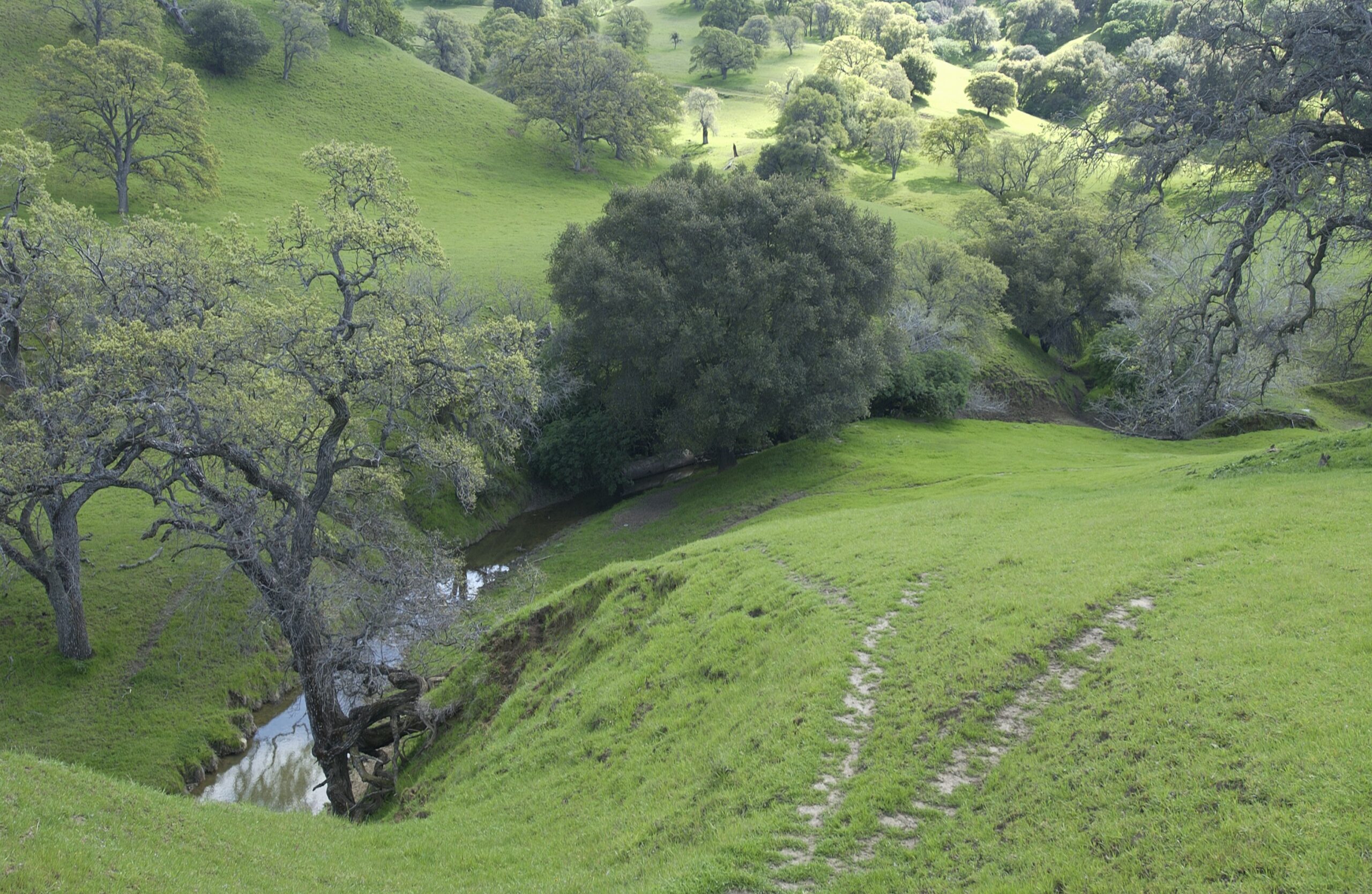 Sand Creek in Black Diamond Mines Regional Preserve