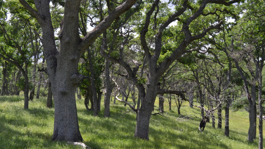 Oak woodlands within the Ginochio Schwendel Ranch