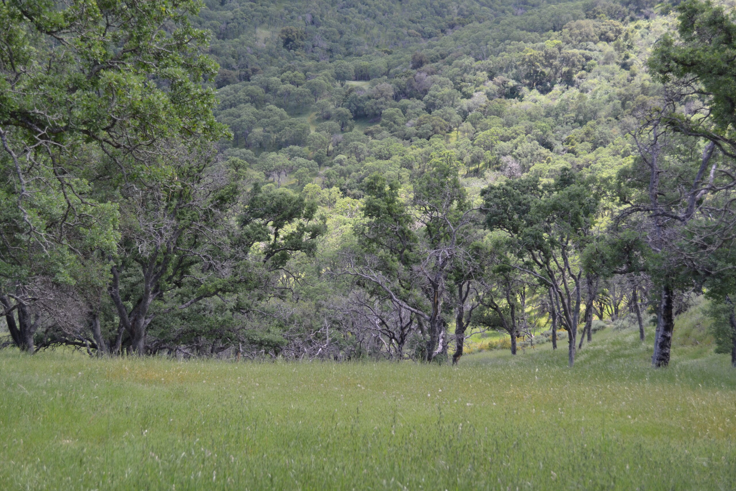 The Ginochio Schwendel Ranch