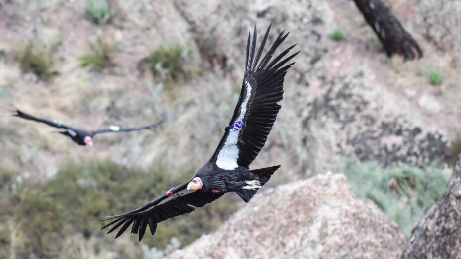 California condors