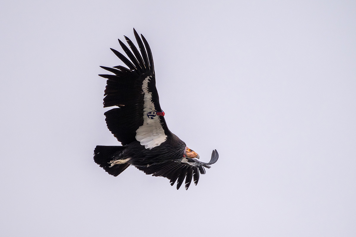 Condor 692 flying above Pinnacles National Park