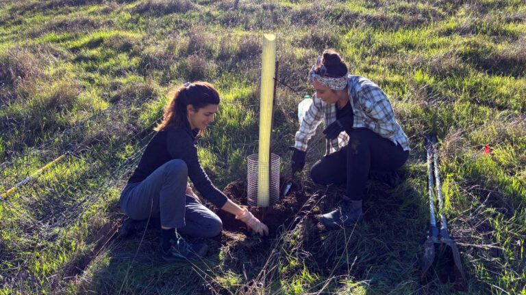 volunteers planting blue oaks