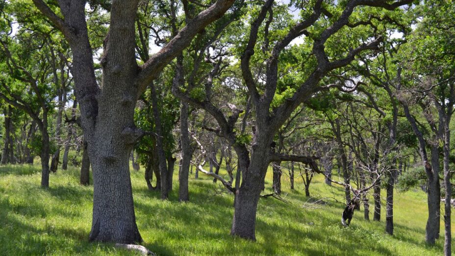 oak woodlands in the ginochio schwendel ranch