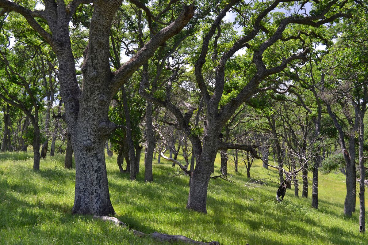 oak woodlands in the ginochio schwendel ranch