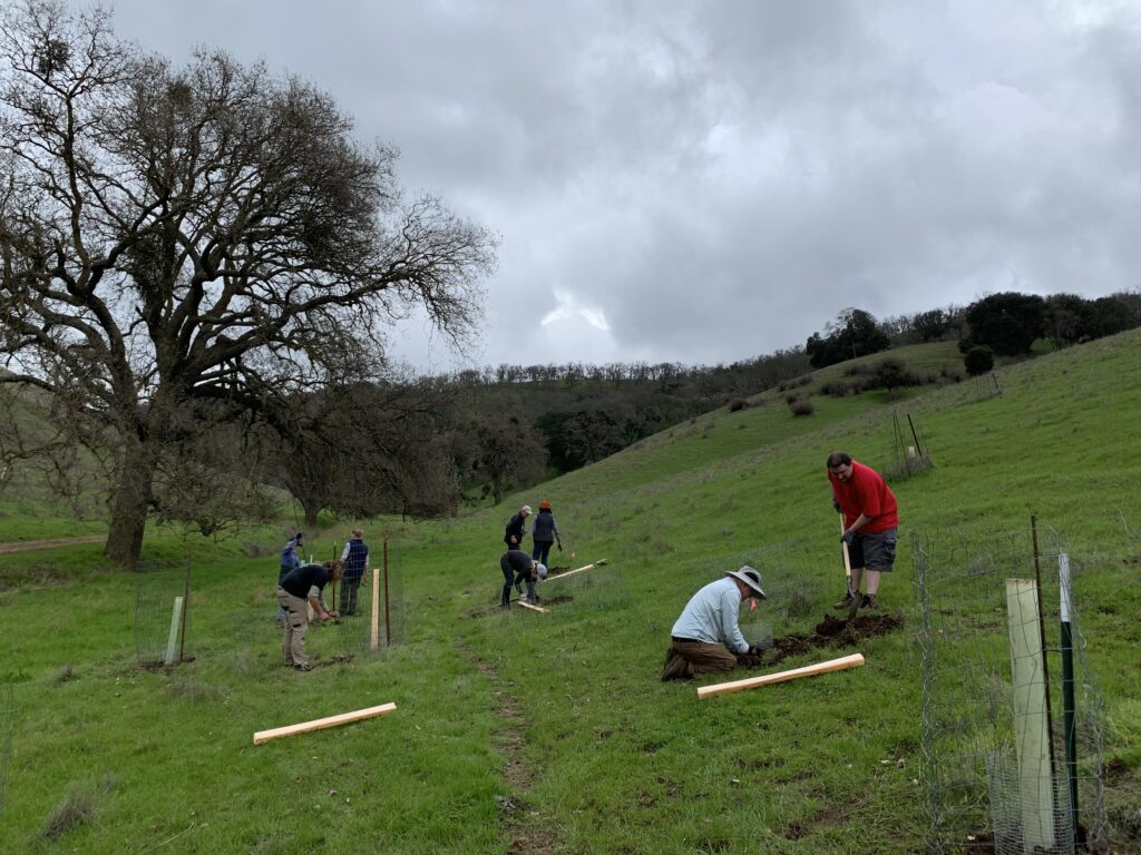 Irish Canyon DiRT planting