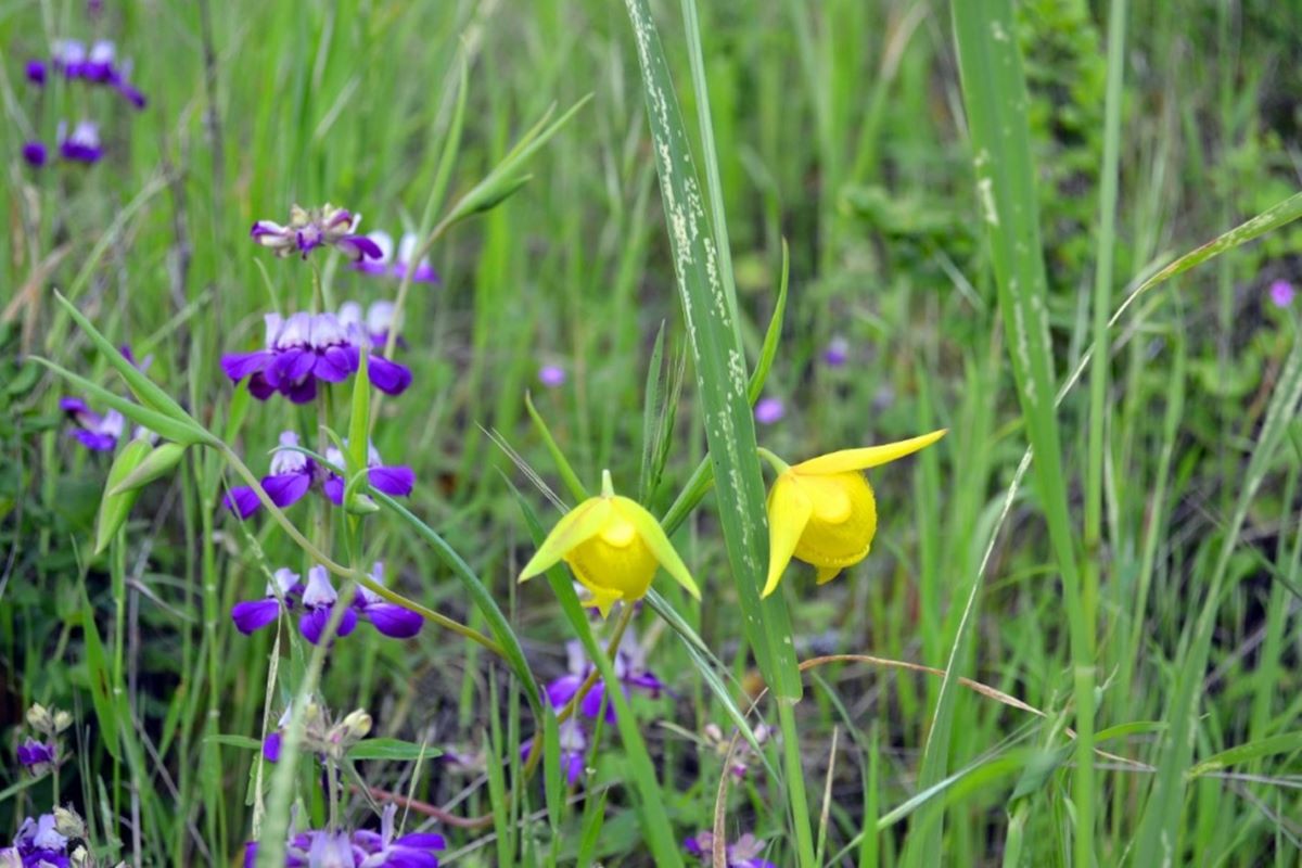 flowers at ginochio schwendel ranch