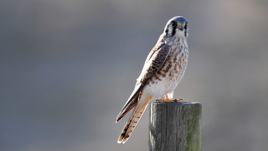 kestrel