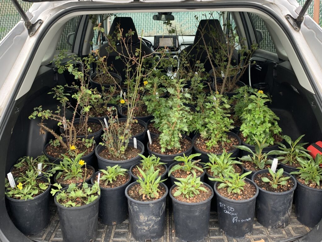 car filled with plants