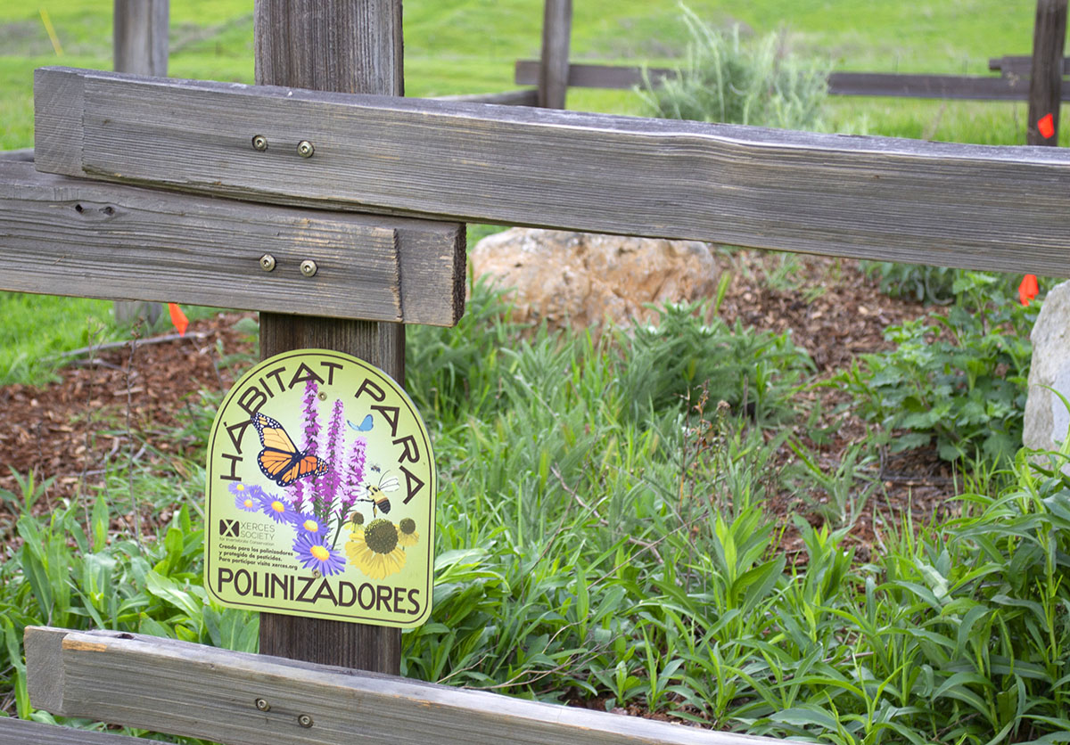 Pollinator garden at our Mangini Ranch Educational Preserve