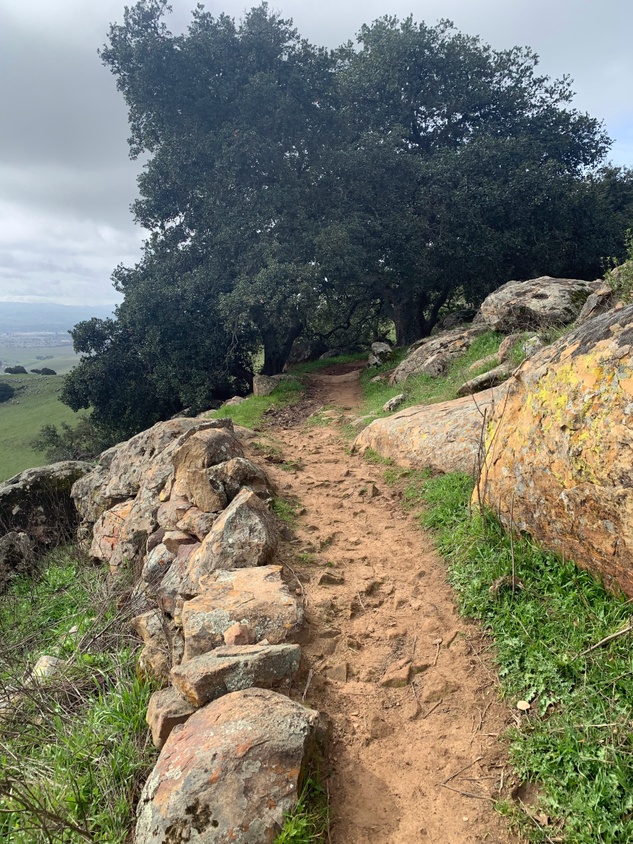 Trail with rocks leading into the trees.